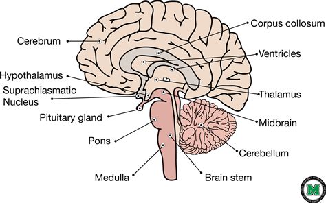 Download HD Labeled Sagittal View Of The Human Brain