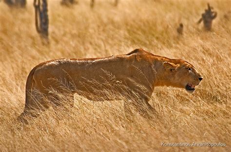 " Lioness hunting" by Konstantinos Arvanitopoulos | Redbubble