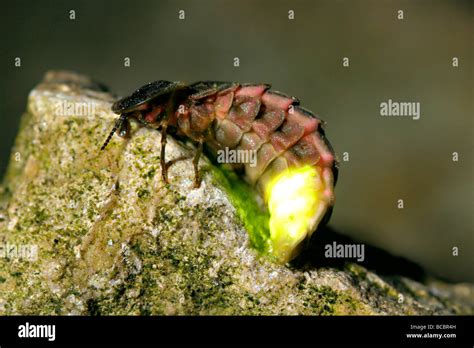 GLOW WORM or Firefly larvae, female tail glowing with bio-luminescence ...