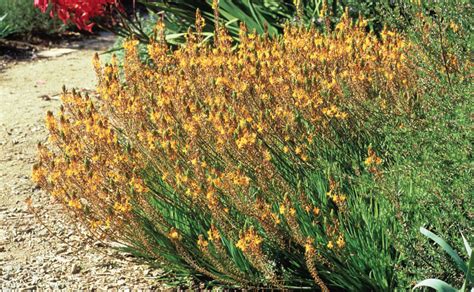 Hit the Ground Writing: Bulbine frutescens: One Tough Beauty