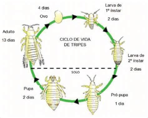 Ciclo De Vida De Los Trips