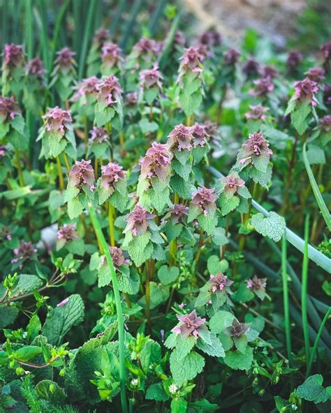 Foraging for Purple Dead Nettle: an edible backyard weed