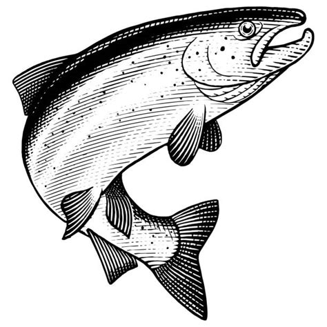 Salmon Fish Illustrations, Royalty-Free Vector Graphics & Clip Art - iStock