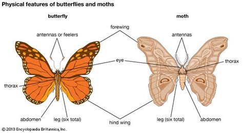 butterfly and moth - Kids | Britannica Kids | Homework Help