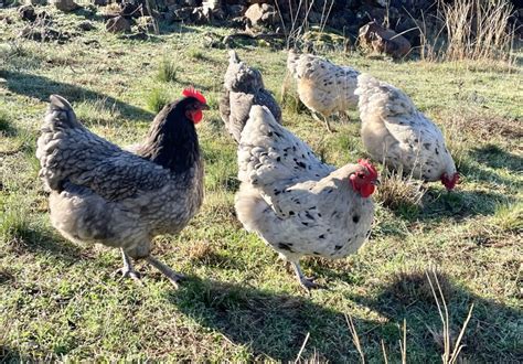 Fertile Australorp Eggs 🥚 Splash, Blue, Black | EggSellent.com.au