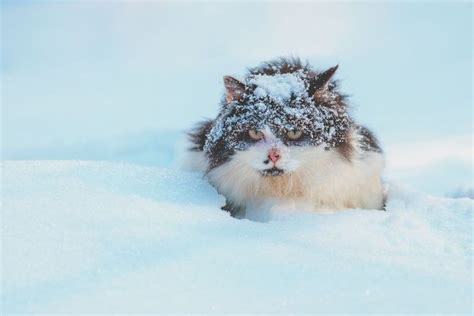 These Adorable Photos of Baby Animals in the Snow Will Brighten Your Day in 2021 | Cute animal ...