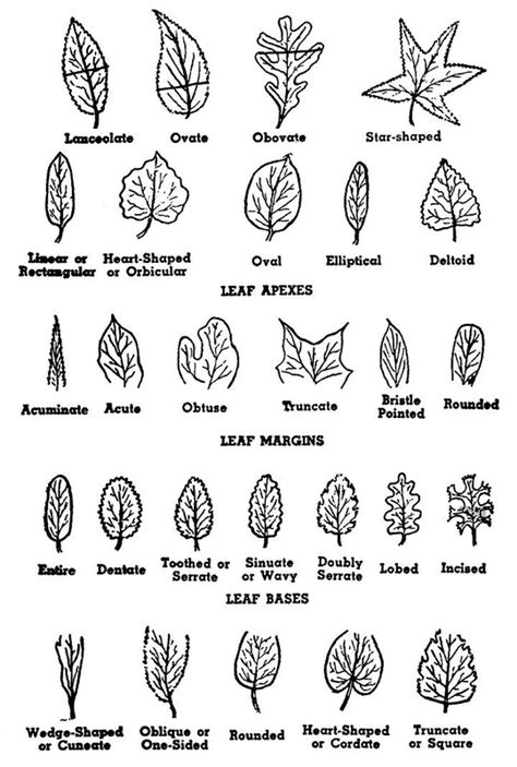 Lungs & trees & gas exchange - And on another note...