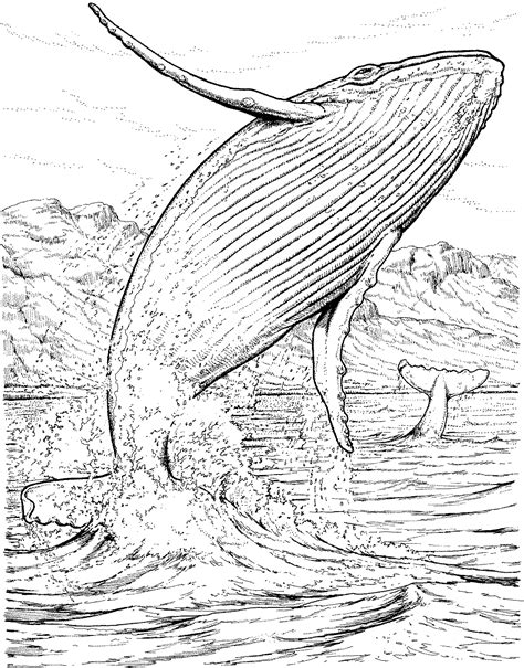 Free Whale Coloring Pages