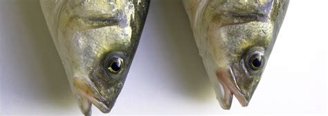 Gilt-head sea bream | Foods and Wines from Spain