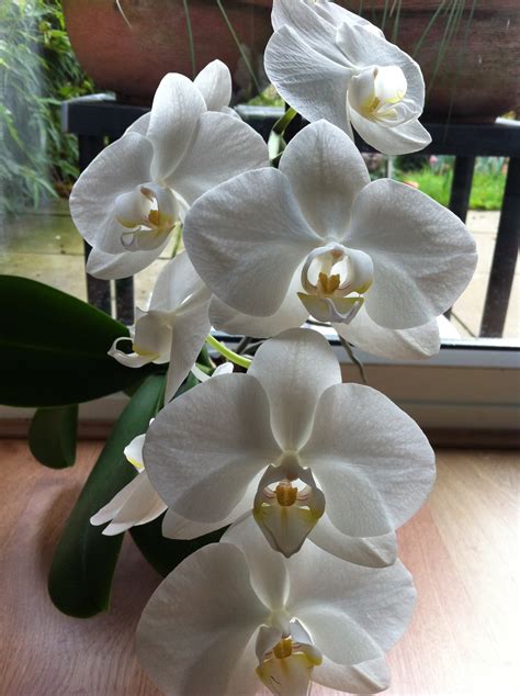 White Orchid – Sunil's Garden