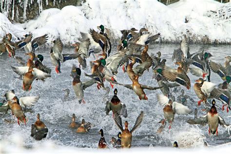 Read & React: Are Duck Migration Patterns Changing? - Wildfowl