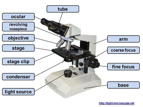 A Light Microscope Image Is Formed By Quizlet - Images Poster