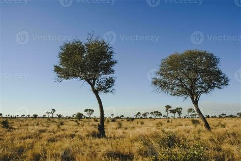 African savannah landscape 26213021 Stock Photo at Vecteezy