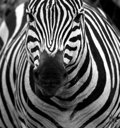 File:Zebra in black and white.jpg - Wikimedia Commons