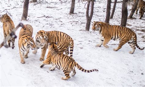 Sightings of Siberian tigers increase in Northeast China national park ...