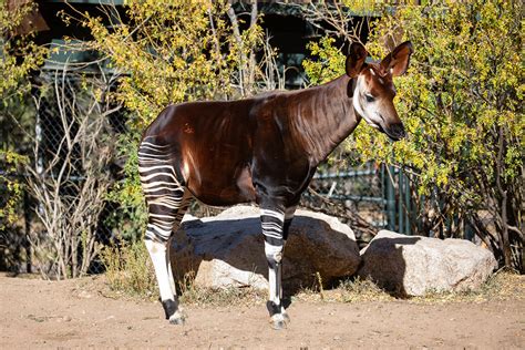 Featured Animals - Okapi - CMZoo