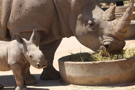 Baby Rhinoceros Arrives at Taronga Western Plains Zoo - Animal Fact Guide