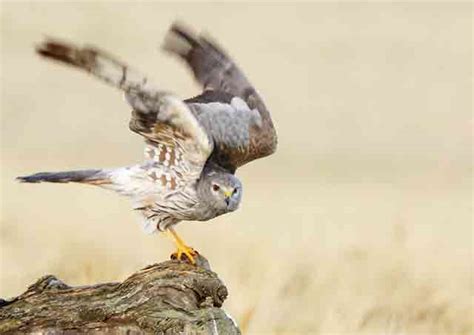 British Birds Of Prey | Identification Guides | Bird Spot