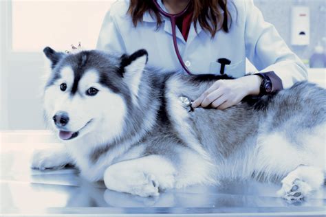 When Should I Call the Vet? - AKC: Health - CairnTalk