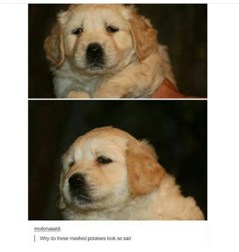 12 Best Golden Retriever Memes