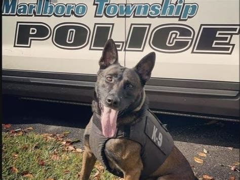 K9 Bolo Comes To The Rescue To Locate Man Missing In Marlboro | Marlboro, NJ Patch