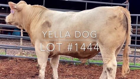 Lot #1444 Red Angus-Charolais Cross - YouTube