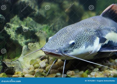 Cat-fish stock photo. Image of tropical, nature, catfish - 7876288