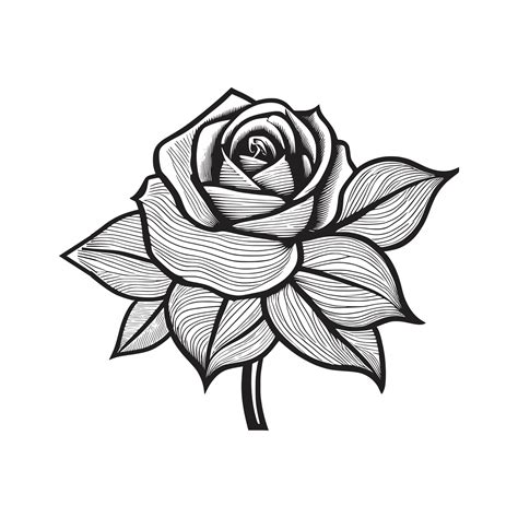 Roses hand drawn pencil sketch, coloring page, and book, Rose flower ...