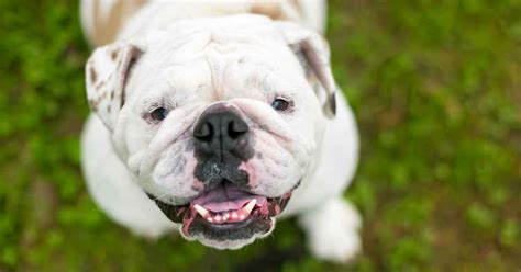 How Much Are English Bulldogs? Cost of Buying and Raising a Bulldog