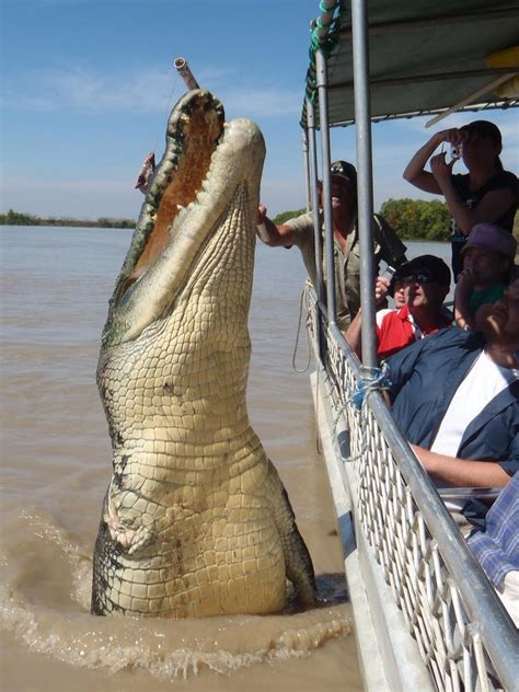 Hey Cairns, our crocs are bigger than your ‘maybe monsters’ | The Advertiser