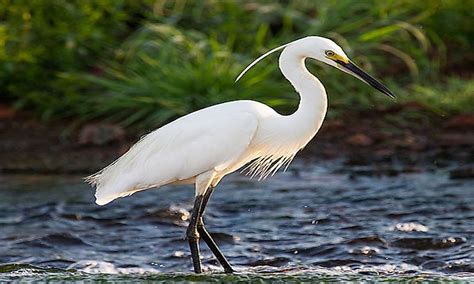 What Are Wading Birds? - WorldAtlas