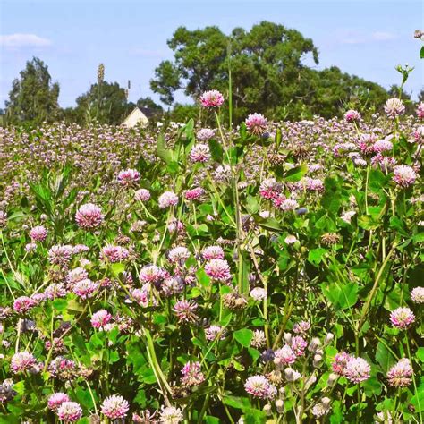 Alsike Clover Seed From Outsidepride - Trifolium Hybridum