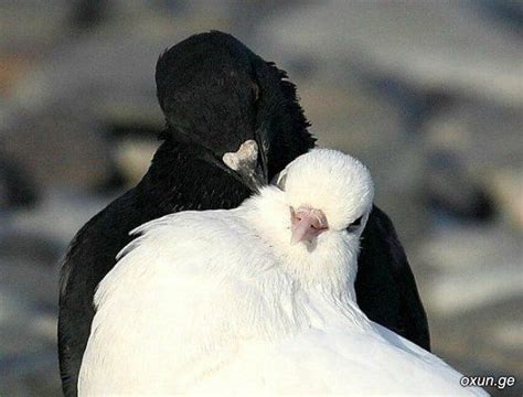 Rock Doves...oh how pretty... a black and white together... I don't ...