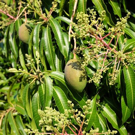 Fruit for Saturday, February 18, 2017 ... | Mango flower, Fruit, Mango