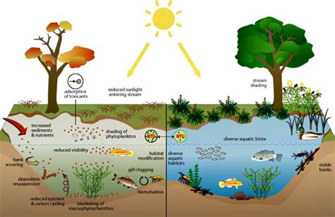 Water Turbidity Effects Aquatic Life