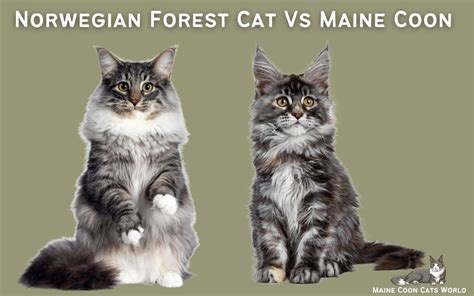 Norwegian Forest Cat vs Maine Coon: What's the Difference?