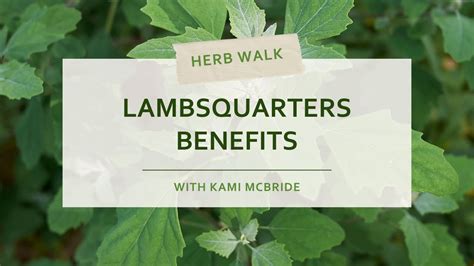 Lambsquarters Benefits and Uses | Edible Wild Plant - YouTube