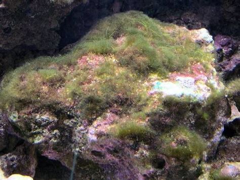 Reef Aquarium Fact #282 Green hair algae is not actually the devil. So ...