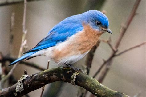 Bringing back the eastern bluebird | Chesapeake Bay Program