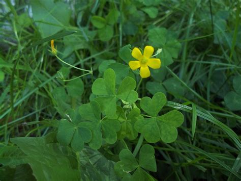 6 Things You Should Know About Types of Clover - Mystargarden