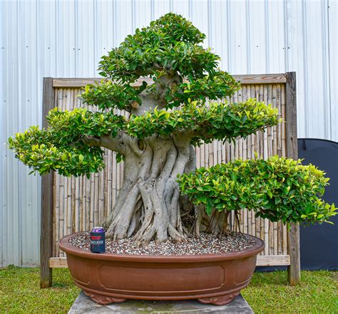 Chinese Banyan - *Wigert's Specimen Tree* - Wigert's Bonsai