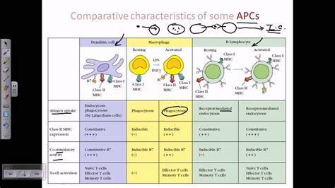 Antigen Presenting Cells