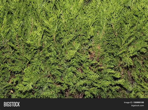 Green Thuja Tree Image & Photo (Free Trial) | Bigstock