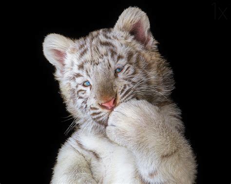 Cute White Tiger Cubs Wallpapers