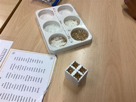 Planting Brassica Seeds (Jonah) – Year 5