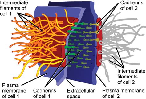 Cell Junctions | Biology for Majors I