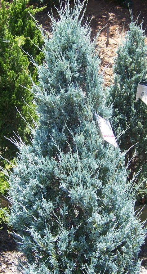 The 2 Minute Gardener: Photo - Wichita Blue Juniper (Juniperus scopulorum 'Wichita Blue')