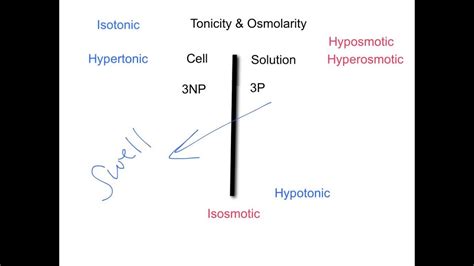 Tonicity & Osmolarity - YouTube