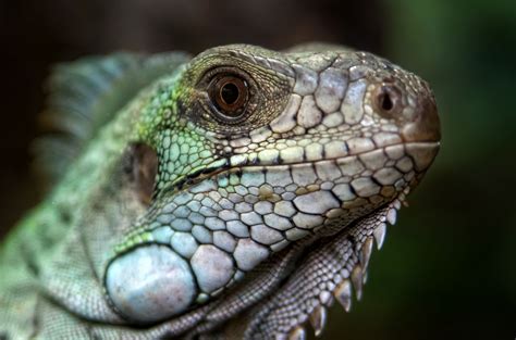 Lizard Free Stock Photo - Public Domain Pictures