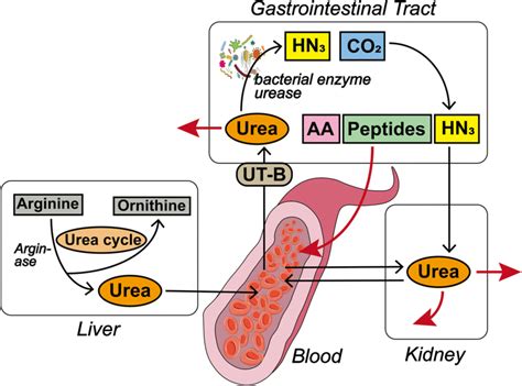 The urea nitrogen salvaging (UNS) process. Urea is produced in the ...